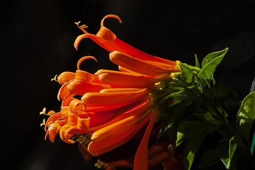 Bright flowers of the Orange Trumpetvine (Pyrostegia venusta) on a dark background
