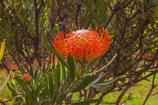 A single Picushion Protea flower. (Leucospermum cordifolium)