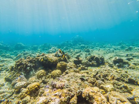 Underwater life landscape. Fish shoal at coral reef ocean underwater.