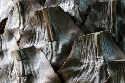 Close-up of an old palm or banana tree trunk, background