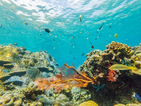Underwater life landscape. Fish shoal at coral reef ocean underwater.