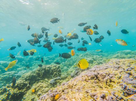 Underwater life landscape. Fish shoal at coral reef ocean underwater.