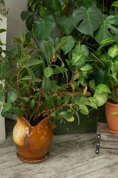 A fragment of the interior with a variety of indoor plants. Urban jungle concept. Biophilia design.