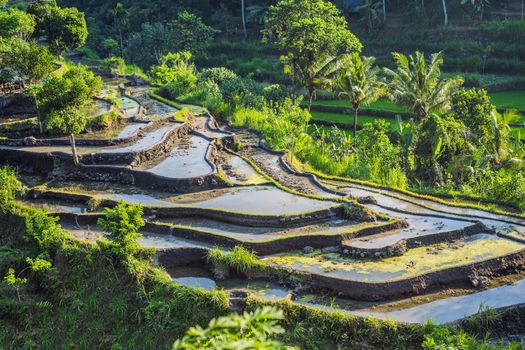 Green cascade rice field plantation at Bali, Indonesia.
