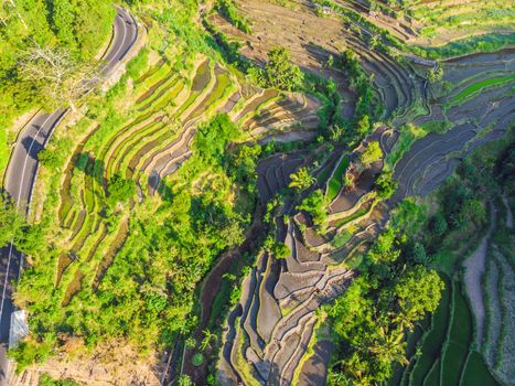 Green cascade rice field plantation at Bali, Indonesia.