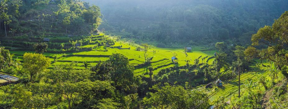 Green cascade rice field plantation at Bali, Indonesia.