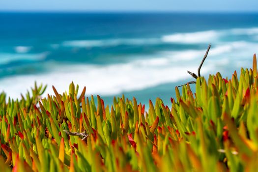 Red green plant in focus with Atlantic ocean waves on blurred background, abstract concept about vacation and beauty in nature. Paradise on earth