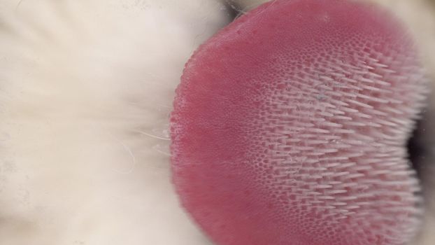 The cat licks sour cream from the glass on a bright white background. Cat's tongue close-up bottom view. 4k