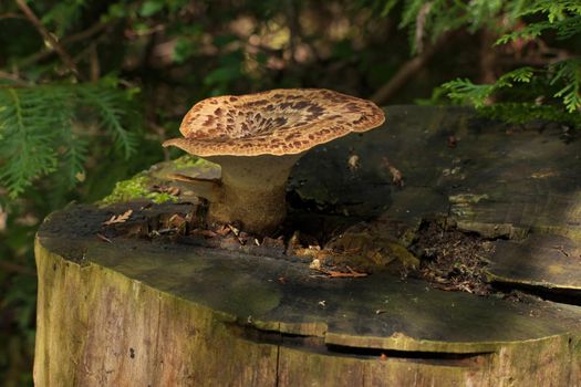 Polyporus squamosus Bracket Fungus Growing on Top of Hardwood Tree Stump. Aka Dryad's Saddle, Pheasant Back Mushroom or Shelf Fungus. A wild Edible Fungus