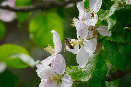 Bee on a apple blossoms collecting pollen and nectar. Spring background with blooming apple tree branch