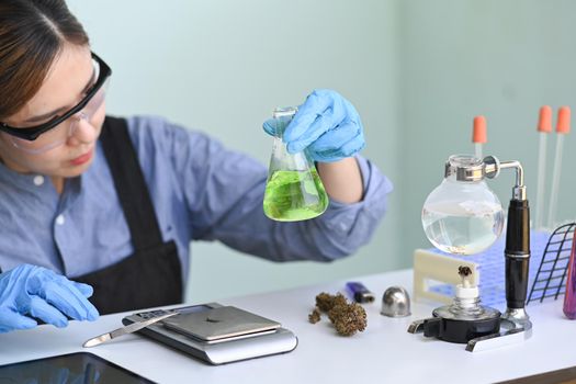 Scientist testing and analyzing cannabis plants for the extraction of medicinal oil. Alternative herbal medicine, health, hemp industry concept.