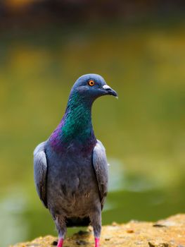 Beautiful cute street pigeon portraiture near a water stream in havelock street in Galle. Vivid colorful feathers, bright yellowish-orange eyes close up photograph,