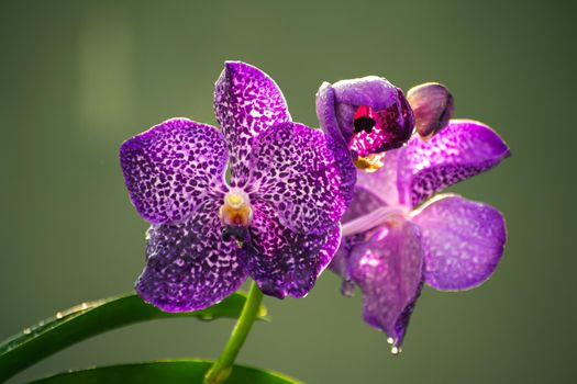 Purple orchid flowers close up photo, morning dew in the large petals against soft yellowish bokeh background,