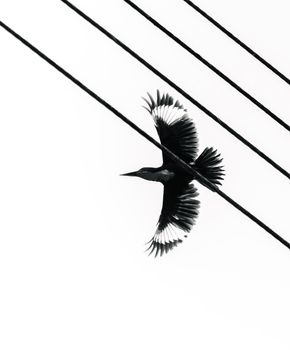 Myna bird in flight against the clear sky black and white photograph, full wingspan view from below.