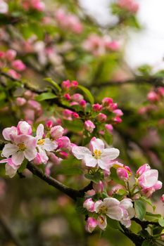 Blooming apple tree in spring after rain.