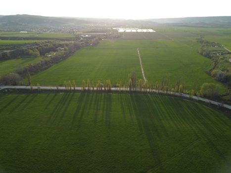 Green wheat field in countryside, close up. Field of wheat blowing in the wind at sunny spring day. Young and green Spikelets. Ears of barley crop in nature. Agronomy, industry and food production