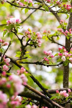 Blooming apple tree in spring after rain.