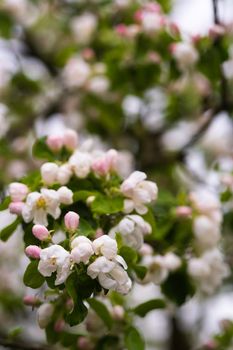 Blooming apple tree in spring after rain.