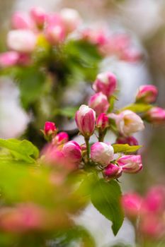 Blooming apple tree in spring after rain.