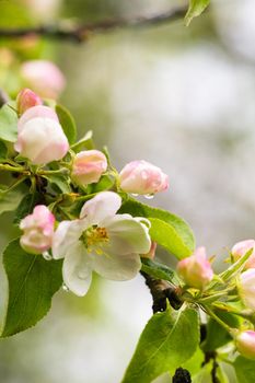 Blooming apple tree in spring after rain.