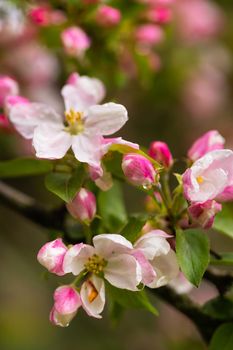 Blooming apple tree in spring after rain.