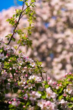 Background of apple tree branches with pink flowers on a blue sky background.