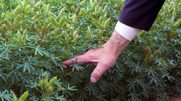 Grow on a green field, young plants of oats, Lupin, peas.