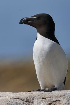 Razorbill (Alca torda) on a cliff during the breeding season on Great Saltee Island off the coast of Ireland.