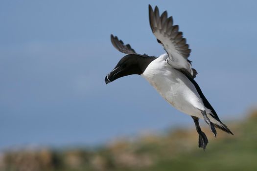 Razorbill (Alca torda) coming in to land on the coast of Great Saltee Island off the coast of Ireland.