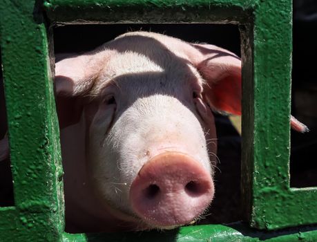 Pig nose in the paddock. Funny village scene with a pig. Farming banner. Pink skin of a small pig. Cute farm animals close-up.