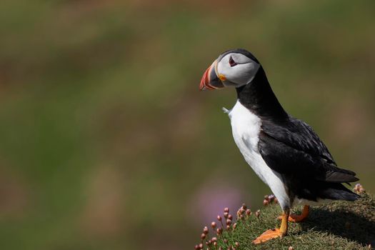 Atlantic puffin (Fratercula arctica) amongst spring flowers on a cliff on Great Saltee Island off the coast of Ireland.