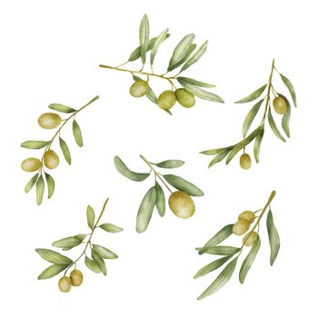 Set of Green olive branch watercolor drawing. Hand drawn illustration with olive leaves isolated on white. Food of mediterranean cuisine