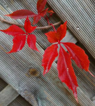 Fire red Virginia creeper. Background is an old wooden fence. Parthenocissus quinquefolia.Victoria creeper, five-leaved ivy, or five-finger, Member of the grape family. Colorful autumn leaves