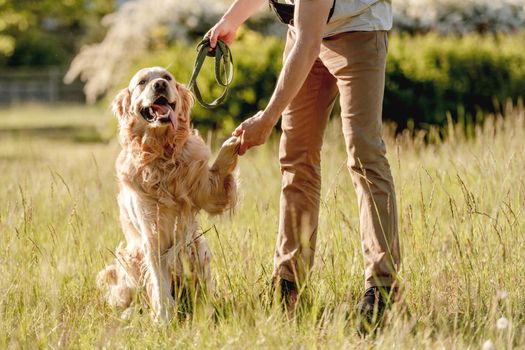 Rear view of man walking golden retriever in sunny nature