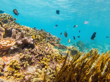 Photo of a tropical Fish on a coral reef.