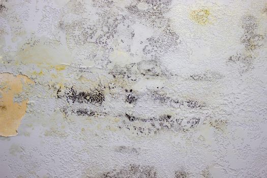 black mold on the wall. Fungus on the wall after the flooding of the house. selective focus