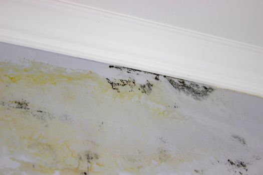 black mold on the wall. Fungus on the wall after the flooding of the house. selective focus