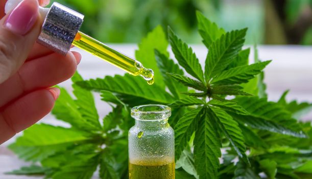 hemp oil. fresh cannabis leaves. Jars of cannabis oil. selective focus