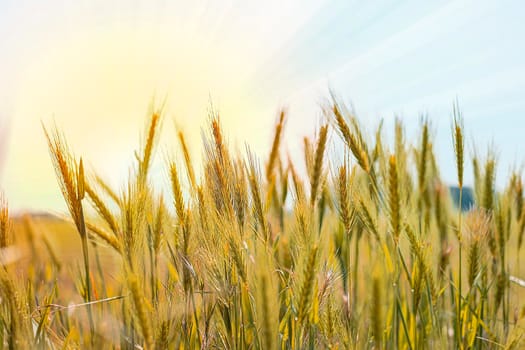 Fresh green wheat field at sunset. Growing up