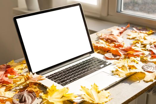 blank screen laptop computer on terrace with beautiful autumn colorful red and yellow maple leaves background, copy space for display presentation, marketing, advertisement concept.