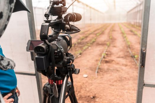 Cameraman recording video inside a greenhouse where plants grow for vegetable production