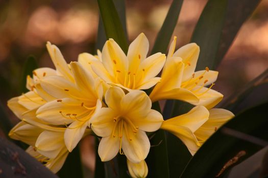 The yellow hybrid of the Clivia (Clivia miniata)