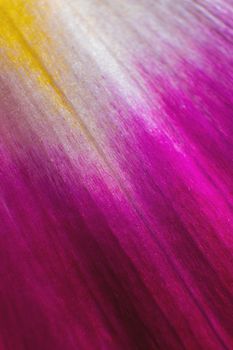 Close-up of a torn yellow purple petal from a flower on a black background. extreme macro shot.