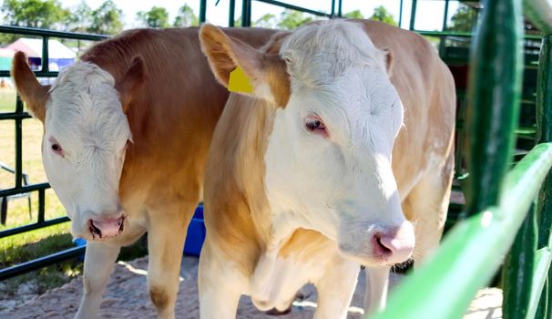 Young cow of Danish breed in corral