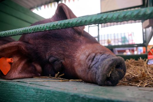 Landras pig resting in a pigsty outdoors