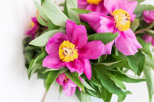 Bouquet of bright pink peonies stand in a vase, space for text