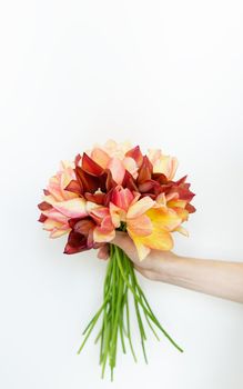 Girl holding a bouquet of fresh red-yellow tulips on a white background with copy space. Place for an inscription
