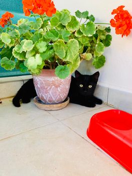 Beautiful black cat portrait with yellow eyes in spring garden near red flowers