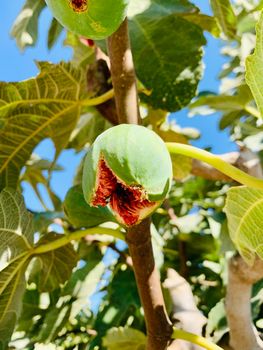 Rape fig fruits growing on a branch of tree