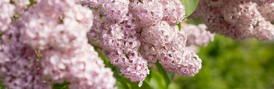 Big lilac branch bloom in garden after rain. Bright blooms of spring lilacs bush. Spring blue lilac flowers close-up on blurred background.